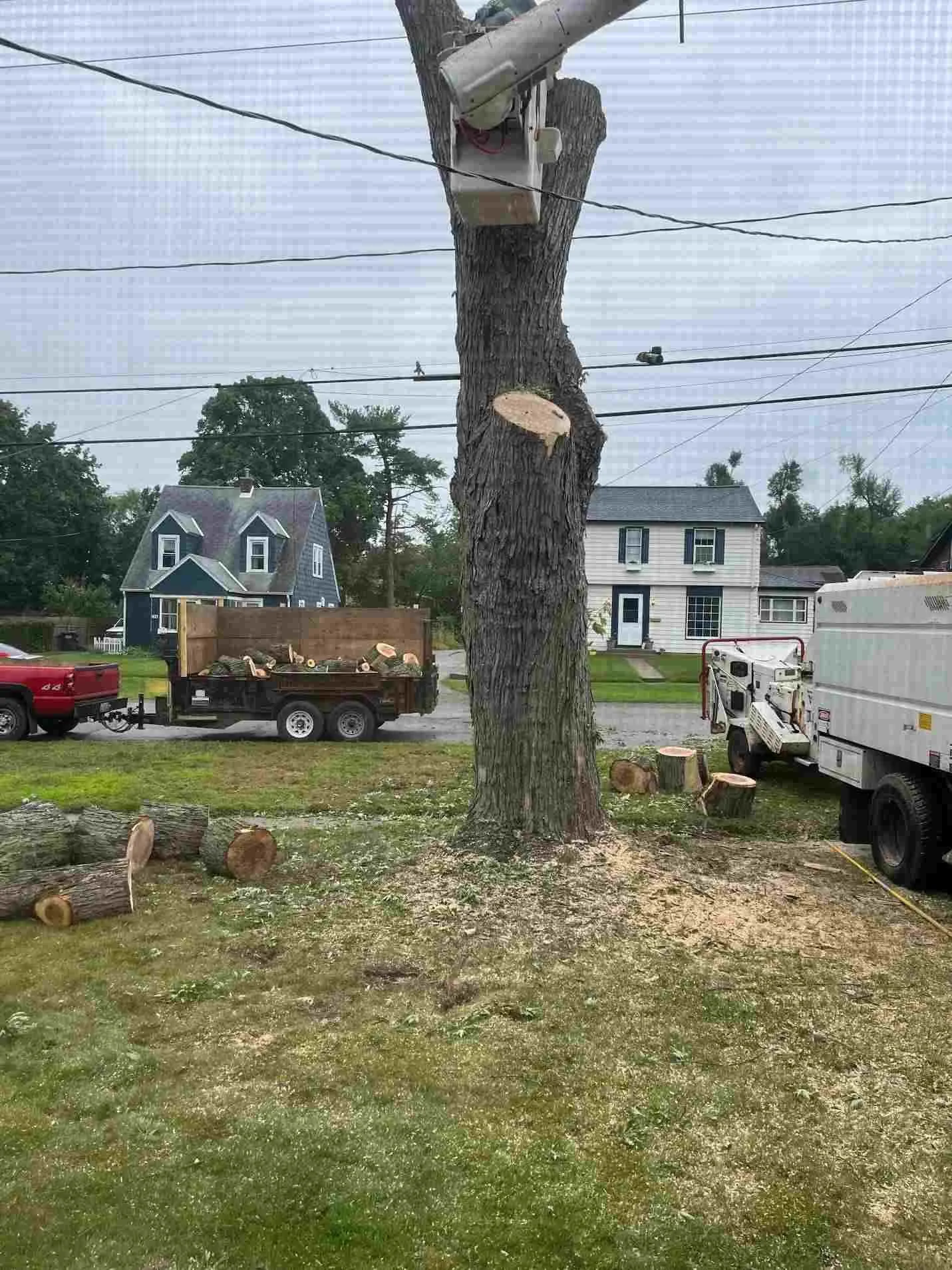 Tree Cutting Services in Sturgis, MI