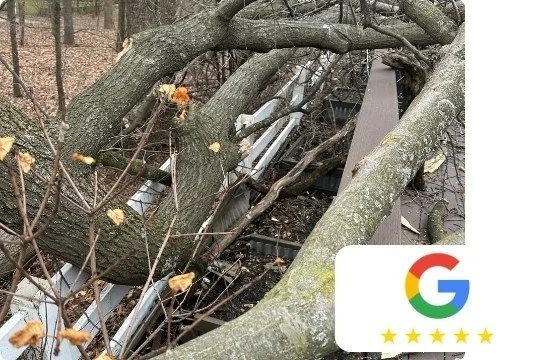 TREE REVIEW KALAMAZOO  911 TREE EXPERTS.jpg