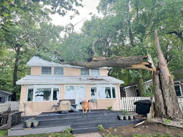 A large fallen tree branch on the roof of a two-story house, causing damage. A dog stands on the deck in front of the house, which has potted plants and outdoor furniture.