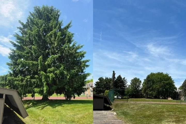 Tree Removal Services in Paw Paw, MI