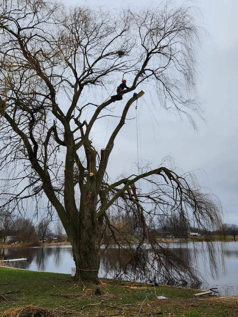 Tree pruning Services in Oshtemo, MI