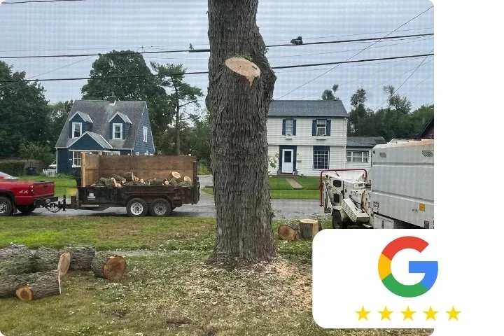 EMERGENCY TREE REVIEW KALAMAZOO  911 TREE EXPERTS.jpg