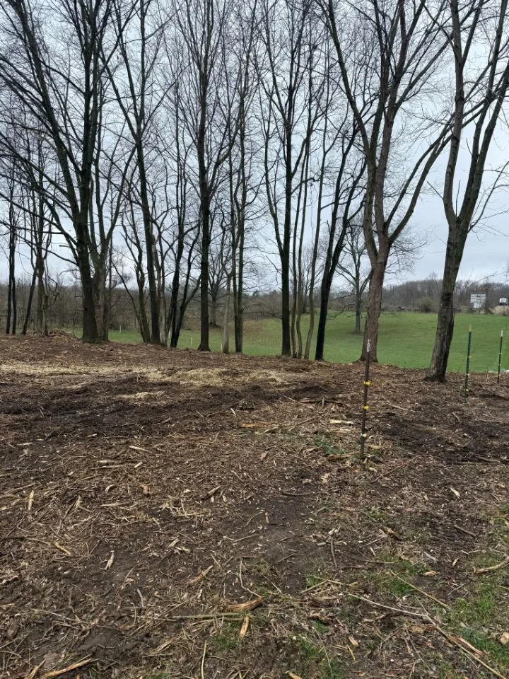 A cleared area with soil, small sticks, and debris in a wooded landscape. There are leafless trees in the background, and a grassy hill beyond. Some poles are visible on the right side.