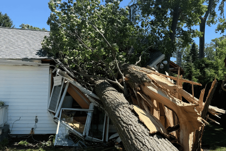 Emergency Tree Removal Services in Paw Paw, MI