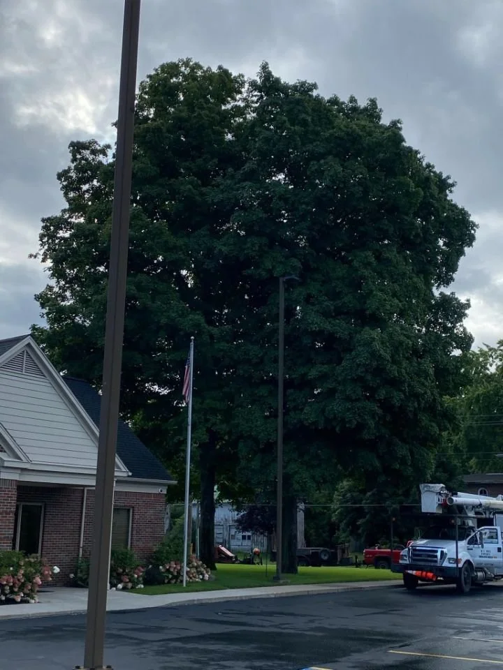 Large green tree near a brick building with an American flag on a pole, utility vehicles, and parked cars in a paved lot under cloudy sky.