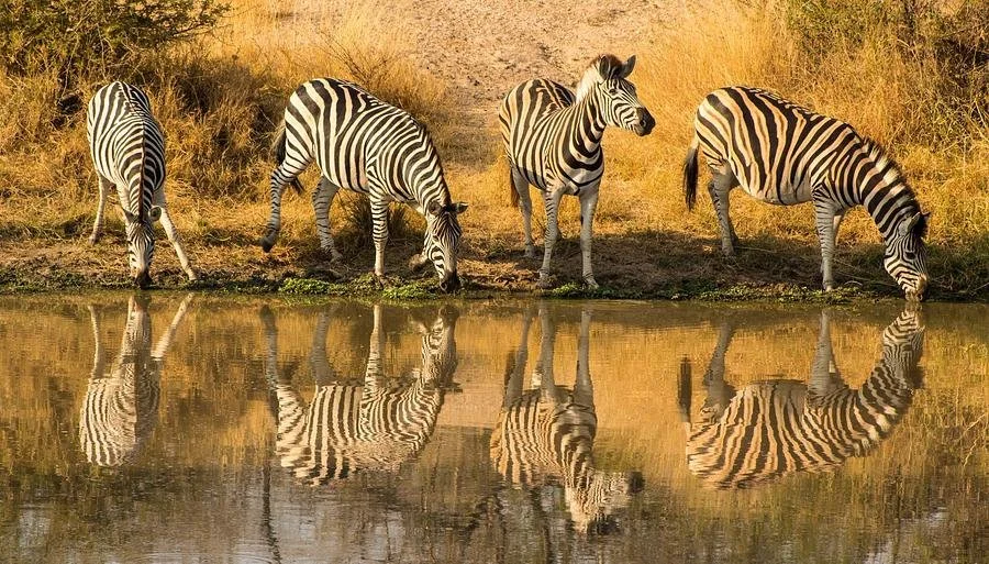 🐘 Things That Surprised Me on Safari