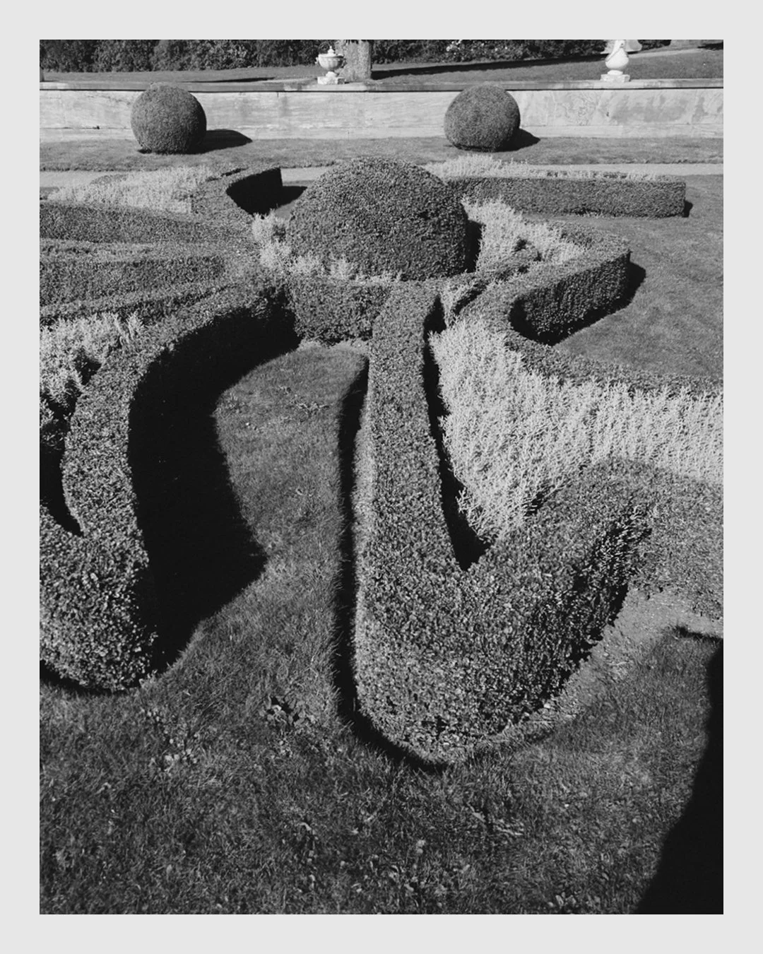 Black and white view of the formal royal garden and sculpted hedges