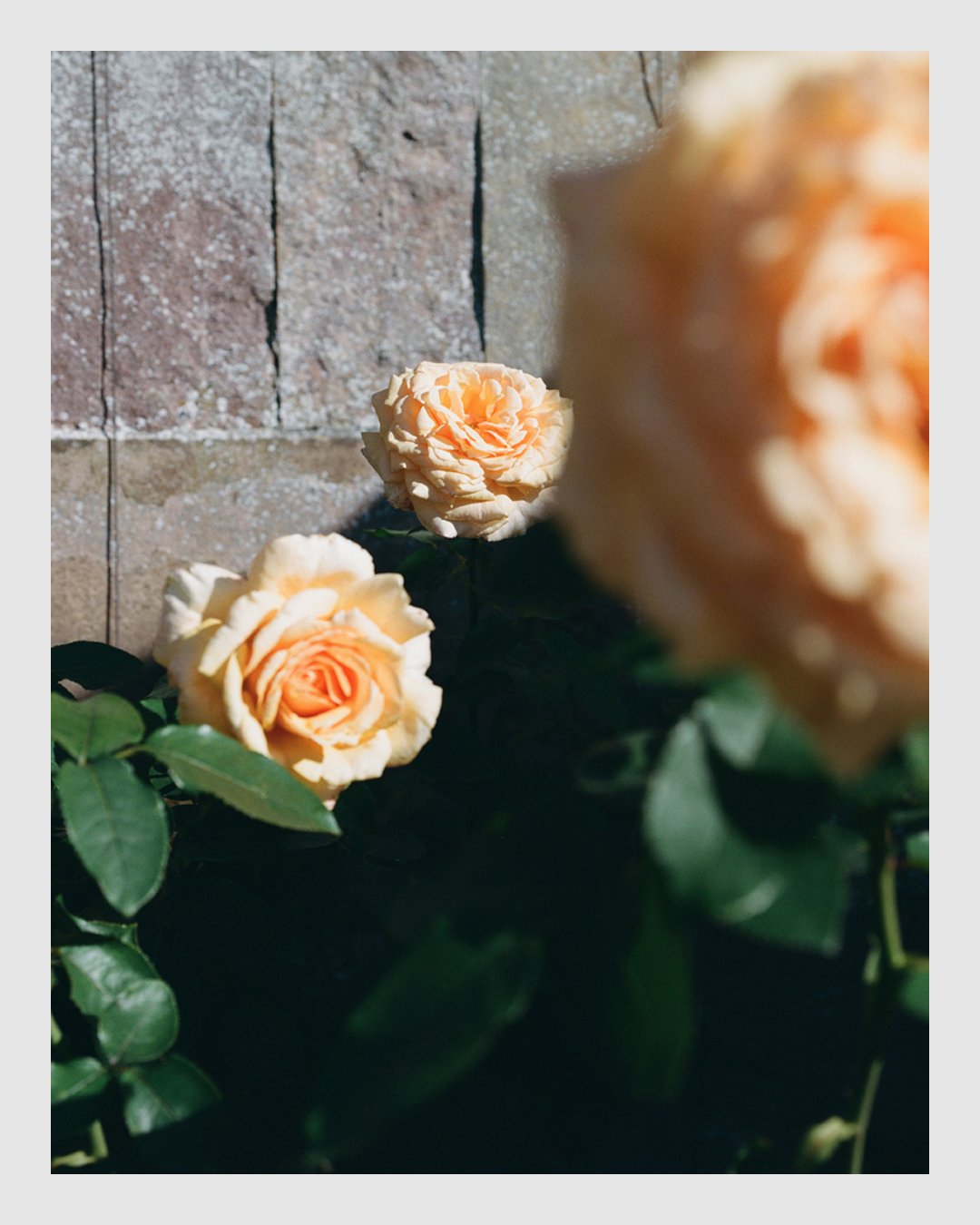 Peach roses in the royal garden