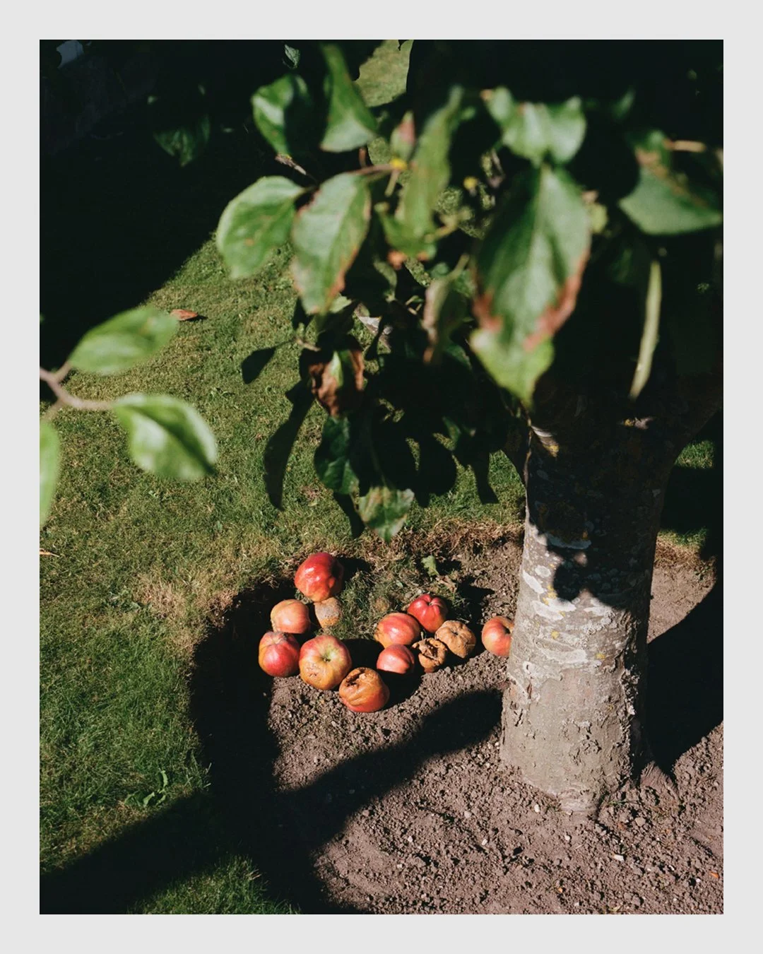 Fallen apples beneath a tree in the royal garden