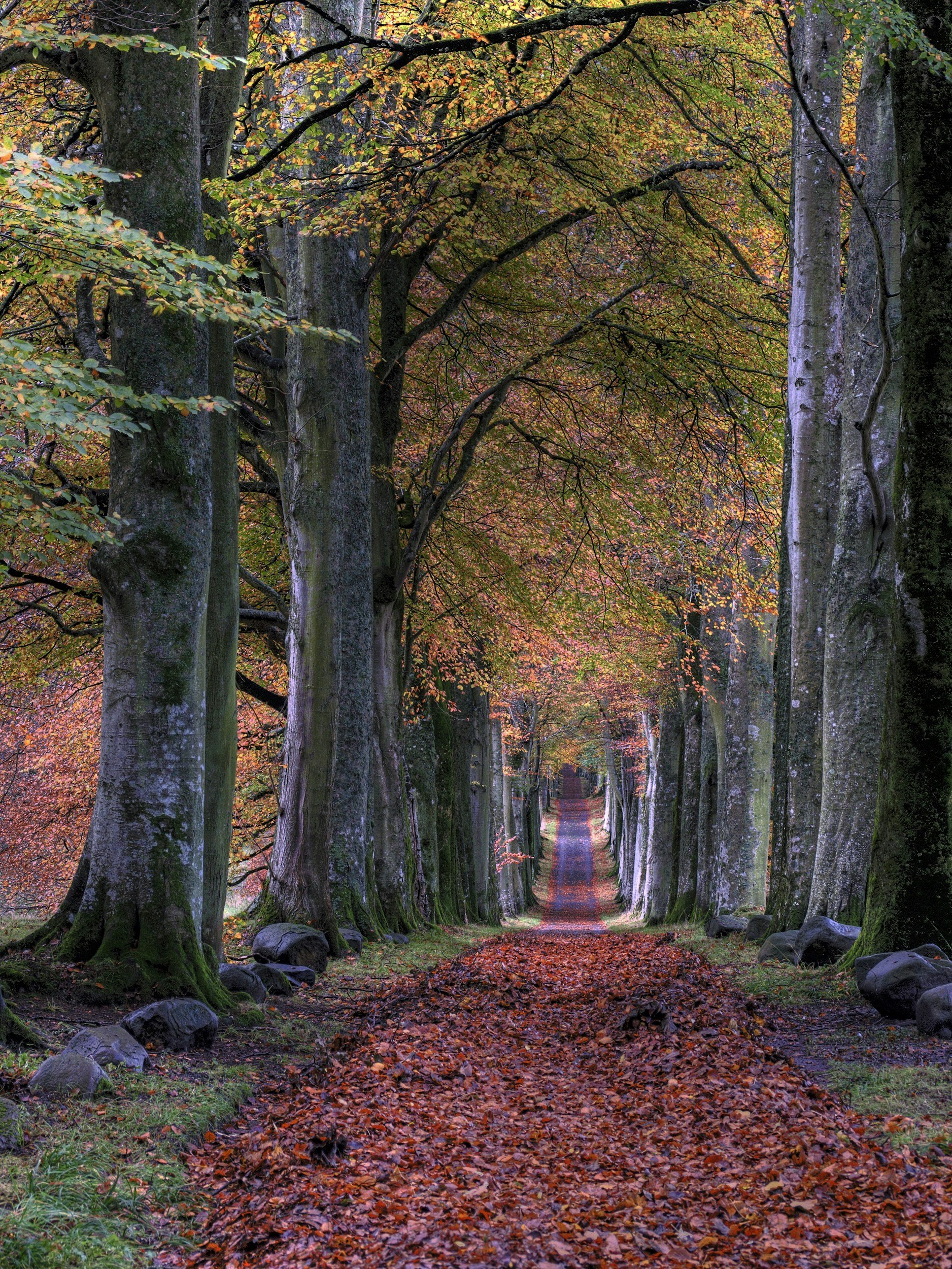 A tree-lined forest path covered with fallen autumn leaves, with tall trees on both sides and a perspective that leads to a distant vanishing point.