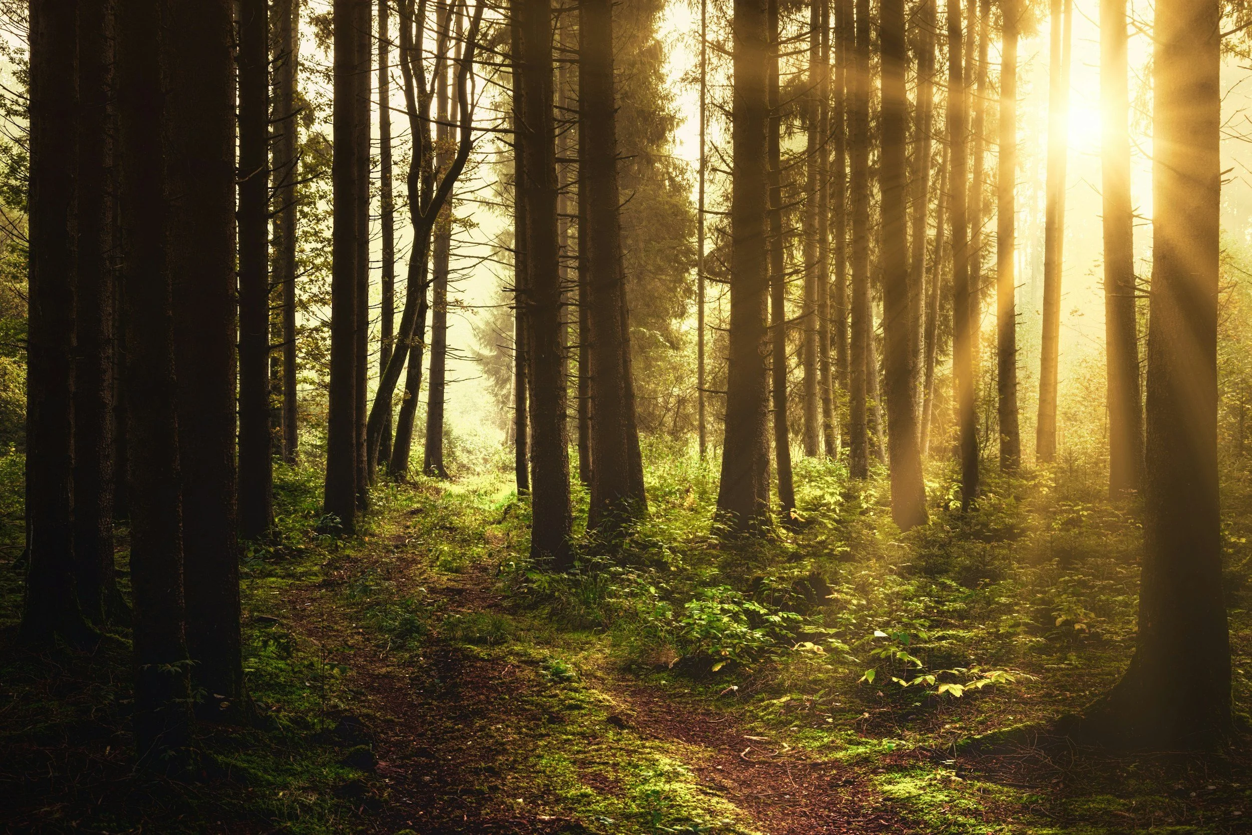 Integrative weight management focused on self-compassion and whole-body health