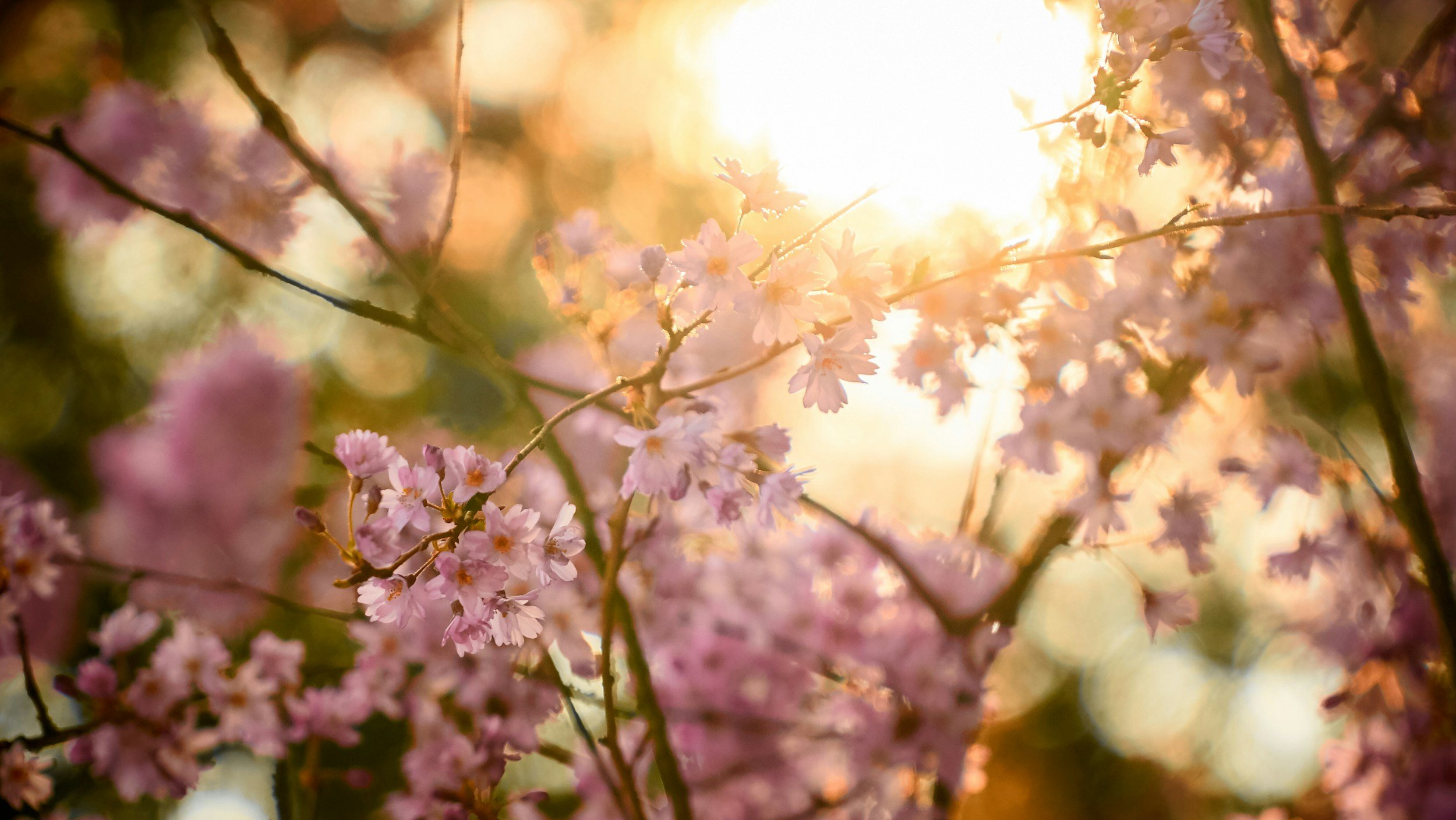 When Spring Symptoms Aren’t Just Allergies: Hormones, Histamine, and Immune Confusion