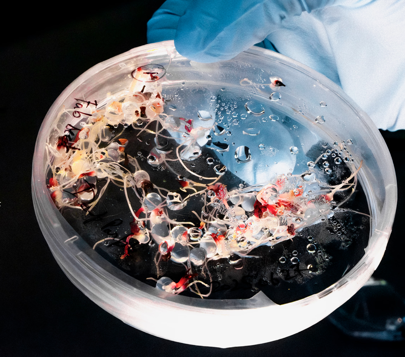 Solving hard, practical problems by decoding nature