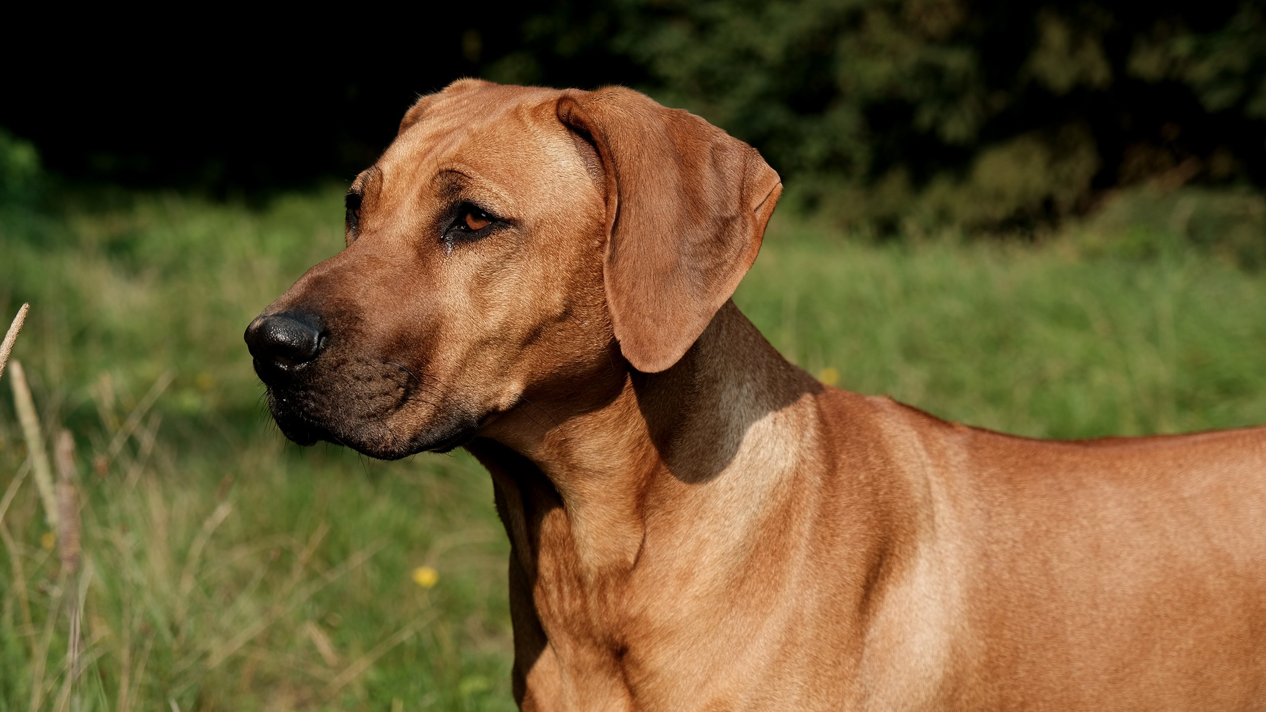 Rhodesian Ridgeback Hündin seitlich stehend Profil