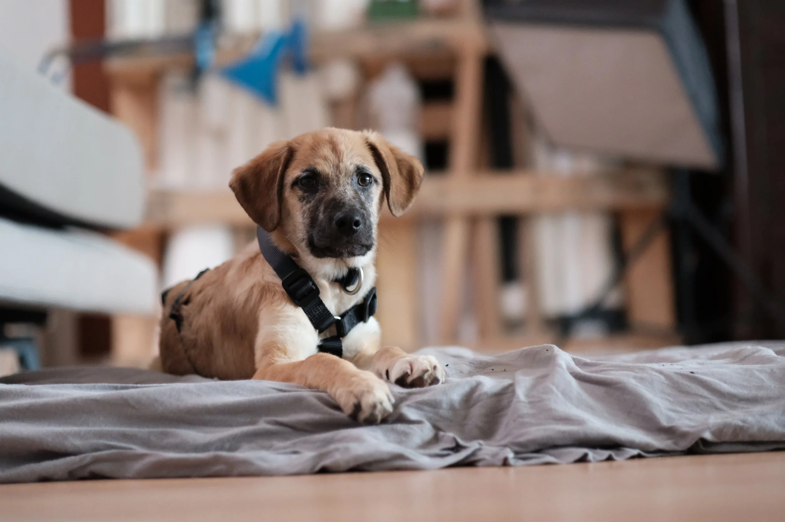 Ein junges Hundewelpen liegt auf einer Decke im Wohnzimmer, Blick direkt in die Kamera.