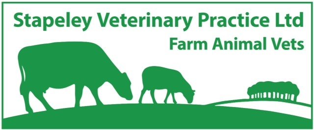 Benno Veenstra MRCVS - Director - Stapeley Veterinary Practice Ltd - Shropshire