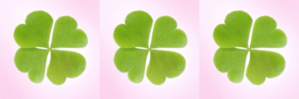 Three green four-leaf clovers on a pink background.