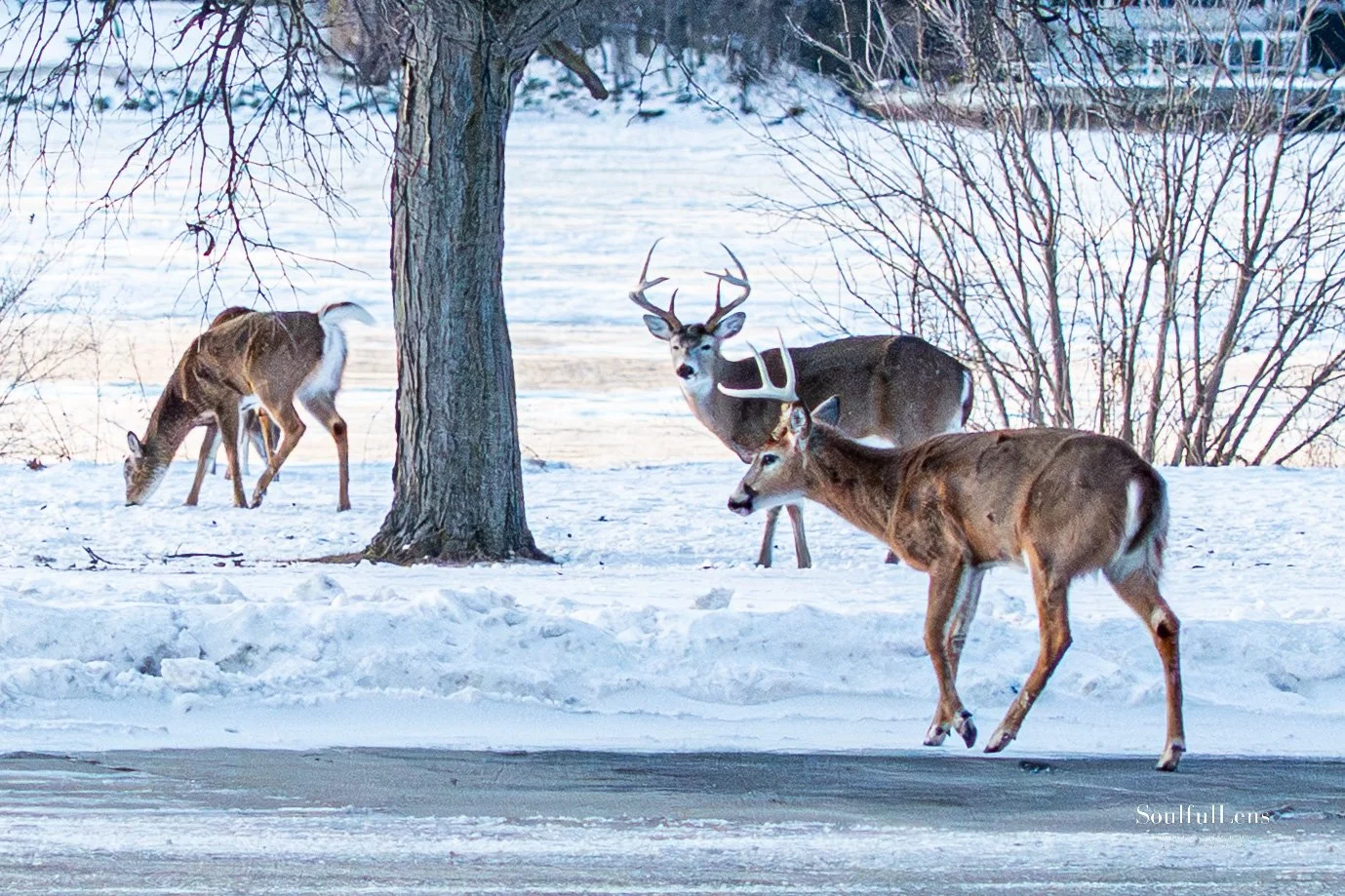 Soulfullens by Gita-158.jpg