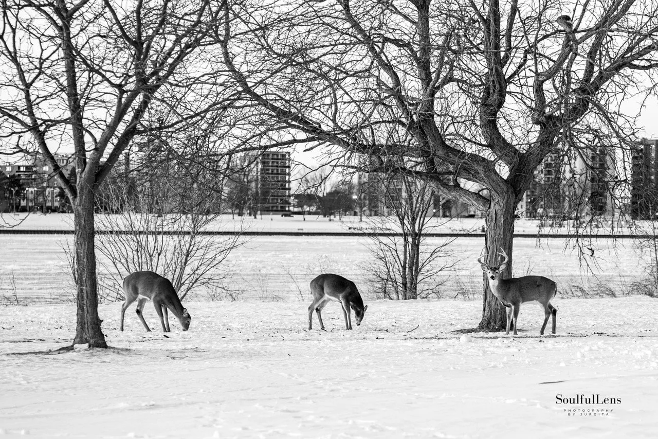 Soulfullens by Gita-157 Large.jpeg