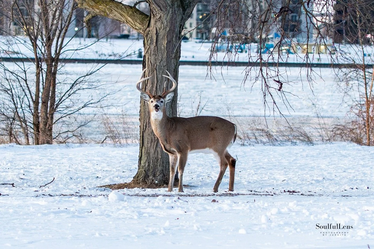 Soulfullens by Gita-147 Large.jpeg