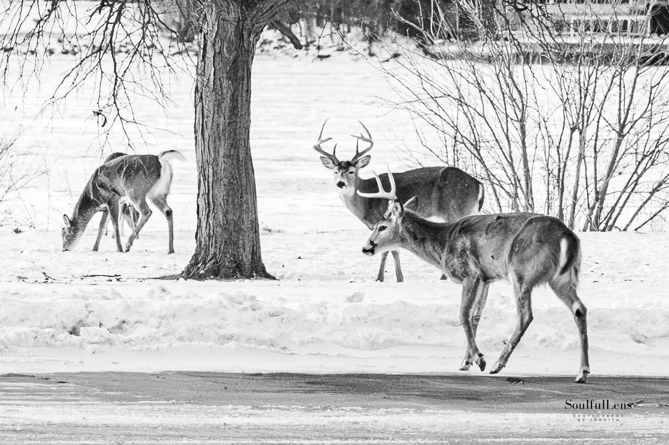 Soulfullens by Gita-159.jpg