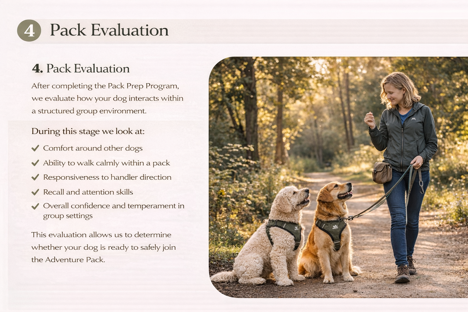 A woman walking two dogs on a forest trail during sunset, both dogs wearing harnesses.