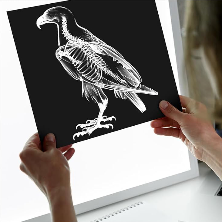 X-ray image of a bird held in hands, showing internal skeletal structure.