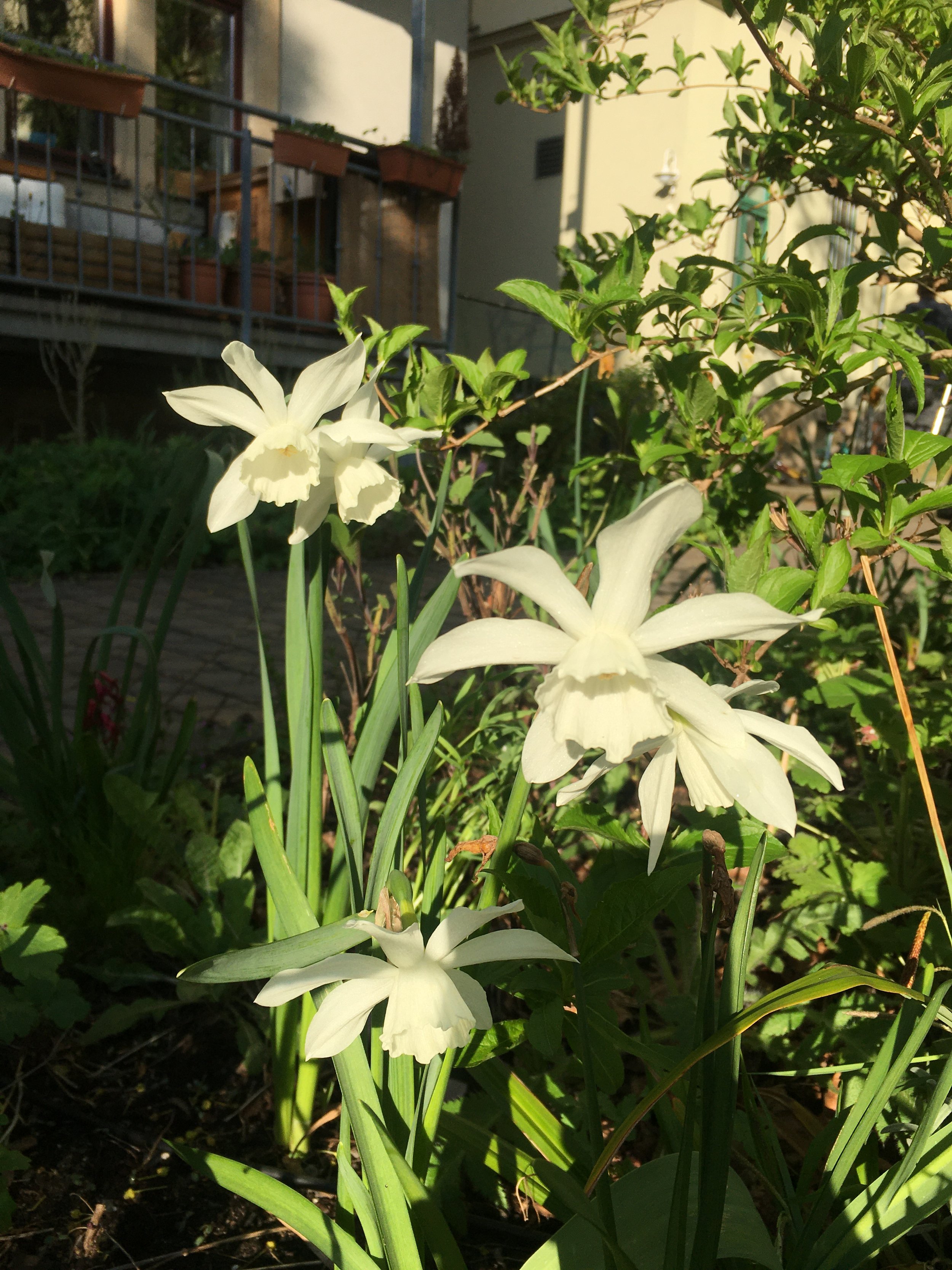 2015 Garten MFH Königsbrücker Platz