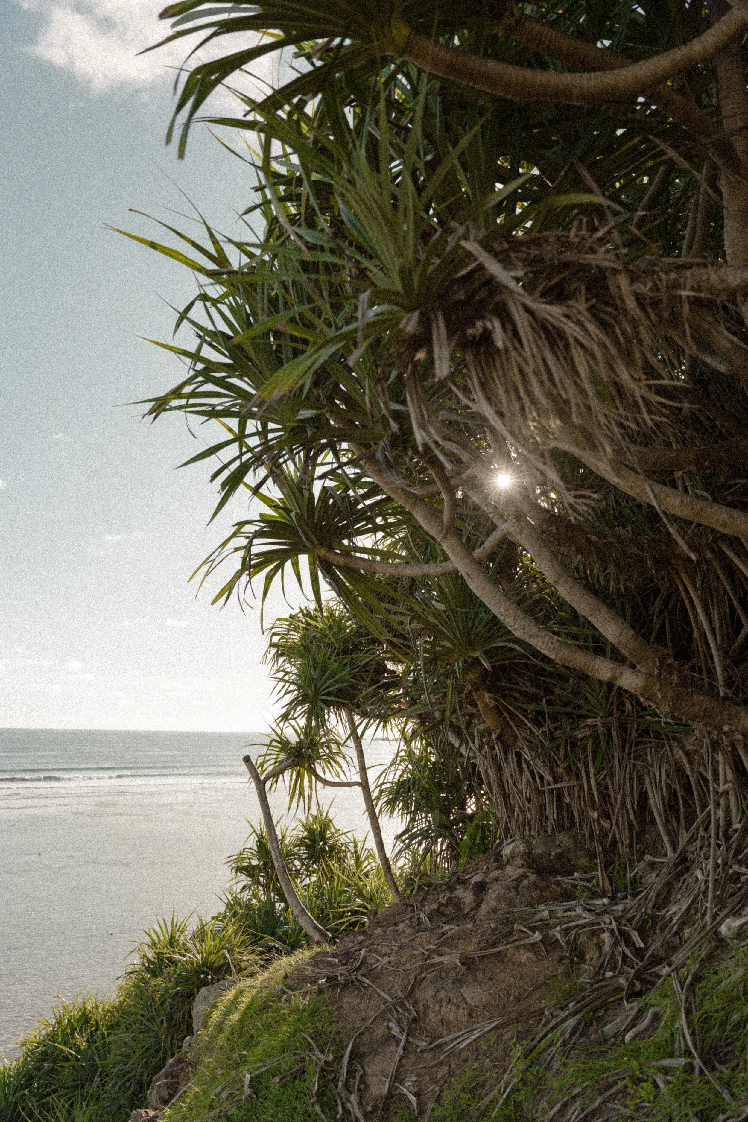 Tropical coastal scenery with dense, spiky green plants on a cliff overlooking the beach and ocean, with the sun partially visible through the foliage.