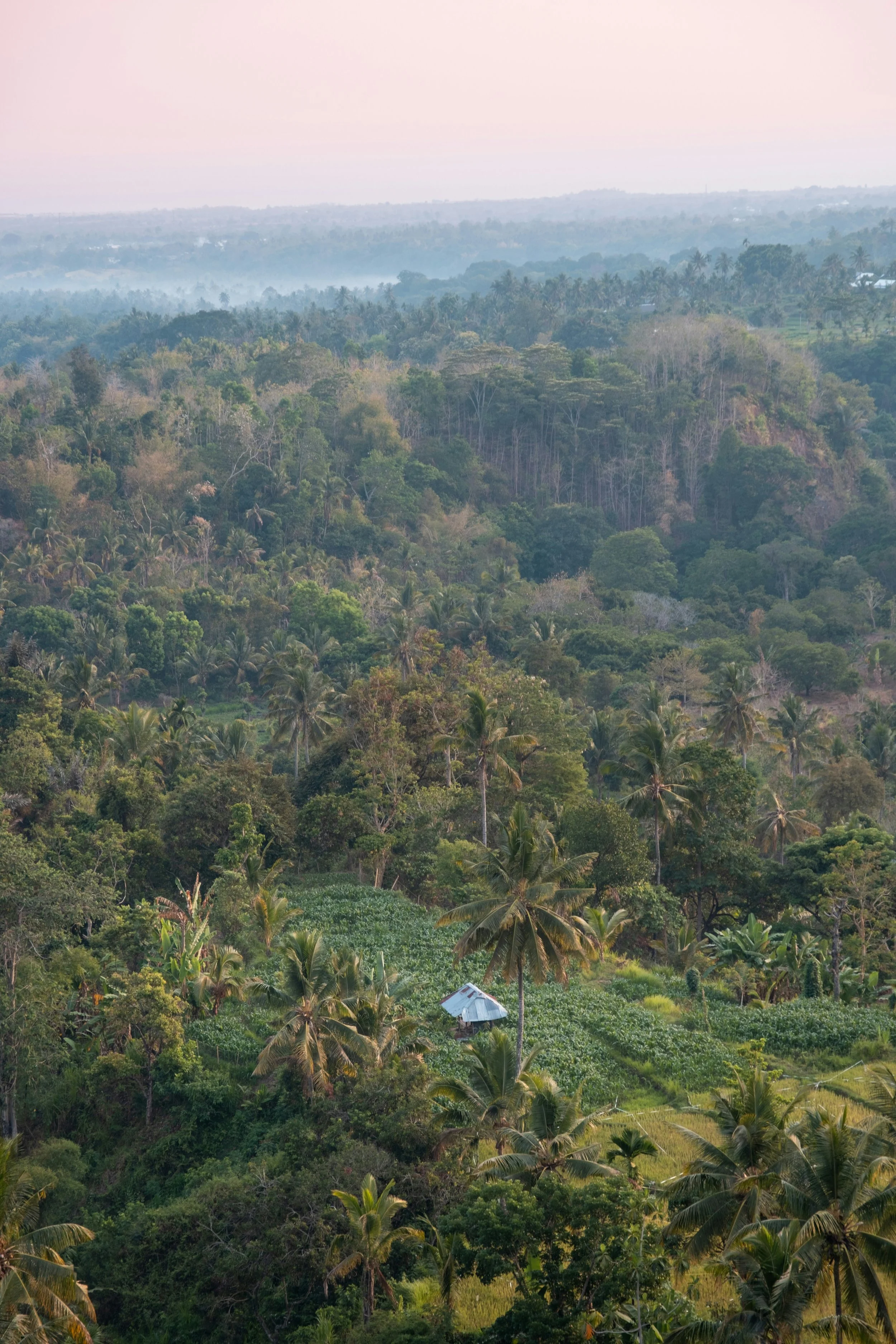 A lush, green tropical landscape with dense forest, palm trees, and a small house with a metal roof.