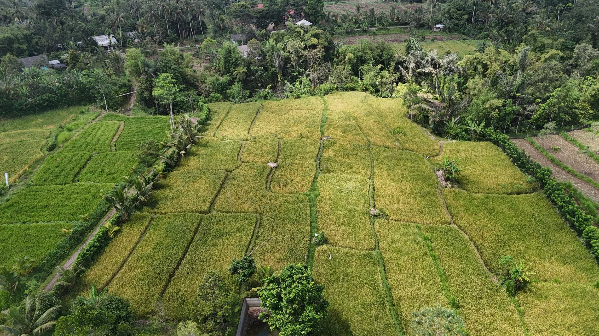 Understanding Land Rights in Indonesia: Hak Milik, Hak Sewa, Hak Pakai, and HGB