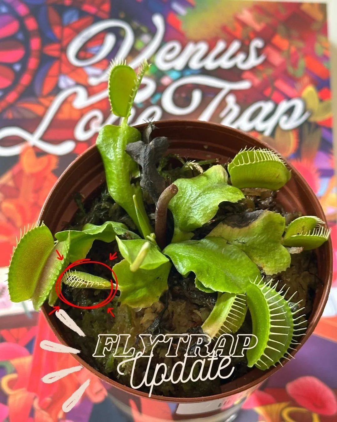To celebrate my new release Venus Love Trap, I had to get my very own Venus flytrap. Isn&rsquo;t she adorable? 😍

I also got these amazing pens from @badbsbooks_ilm that definitely fit with the botanical vibe of the novel. Dr. Venus Blake, the ultim