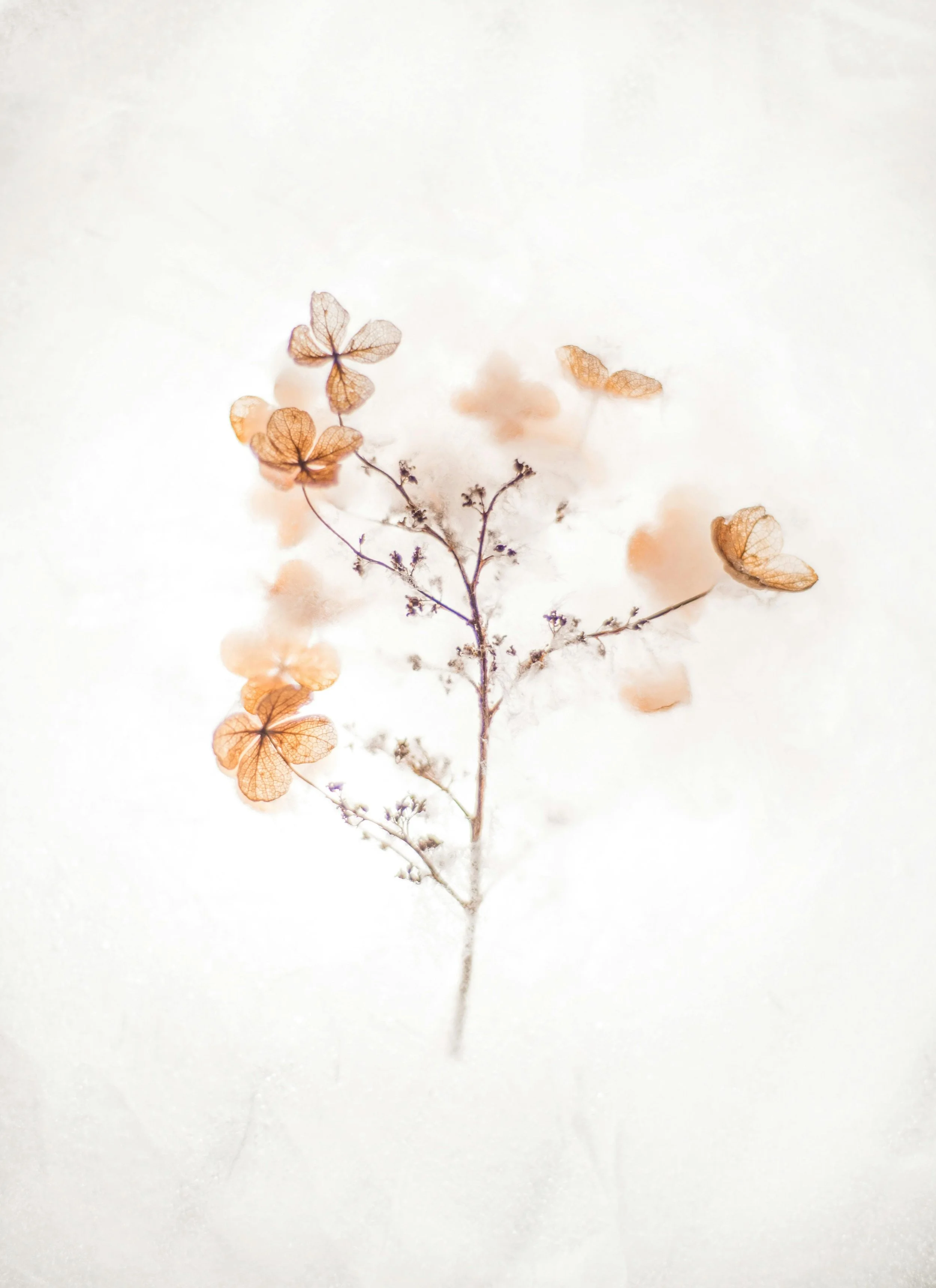 A floral stem background on the Catsam Wellness Therapy website.