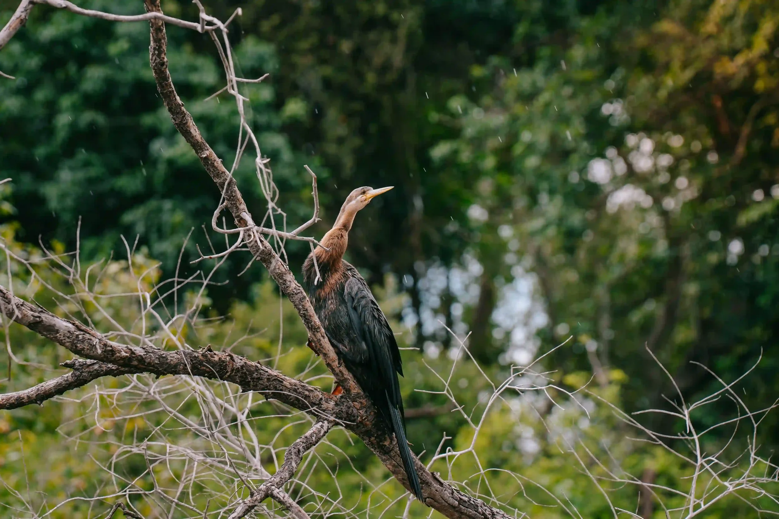 bird-perched-twig-african-safari-experience.webp