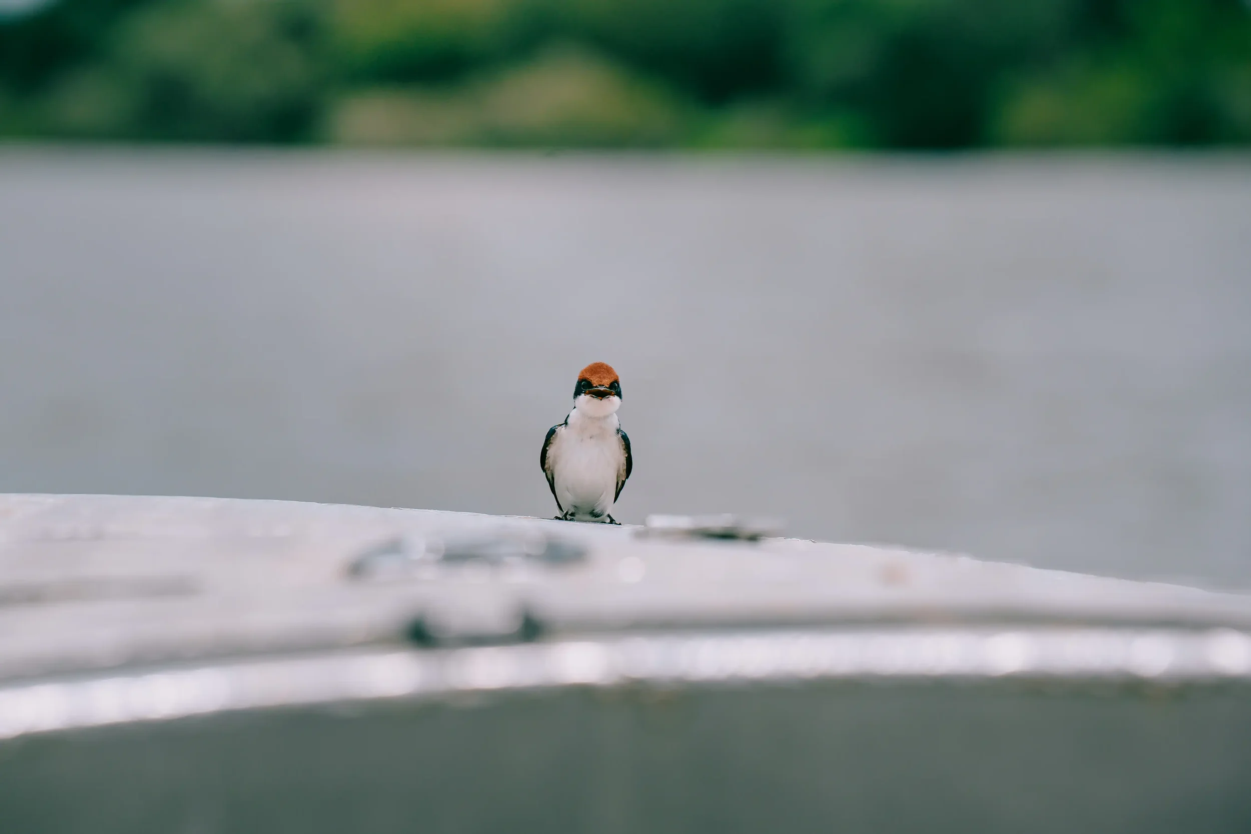 Birding Safari