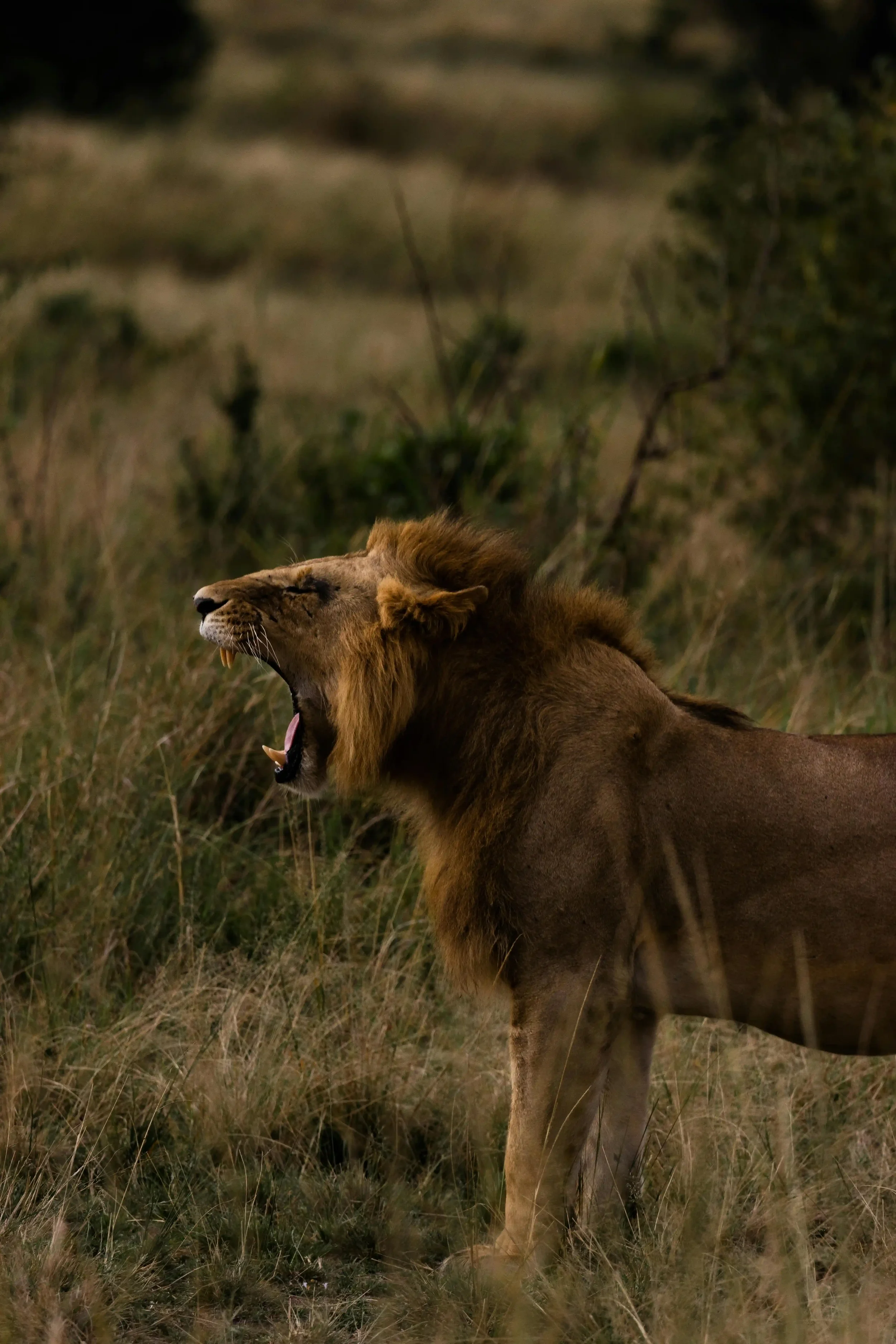 safari-lion-african-safari-experience.webp