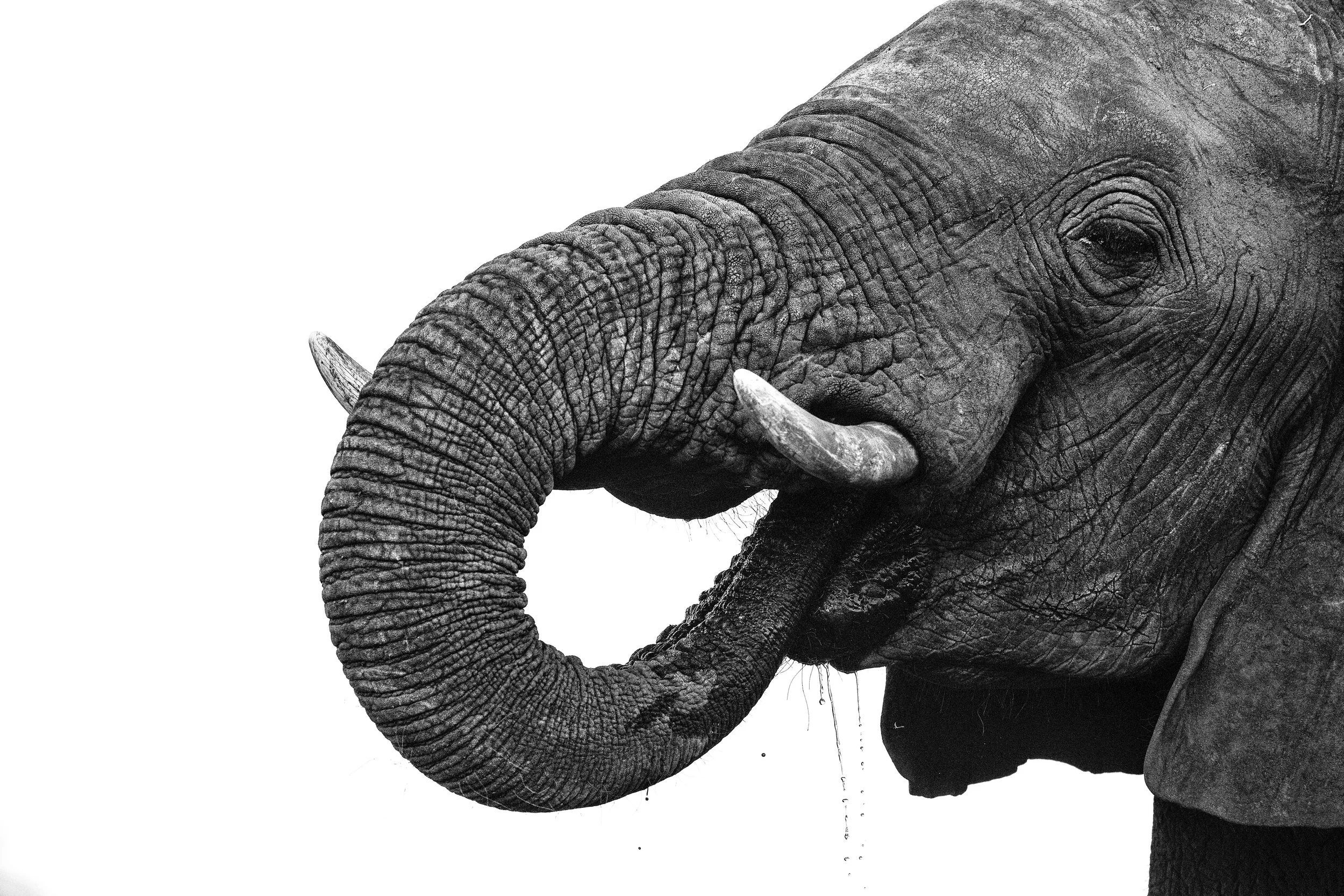 Chobe Safari Full Day