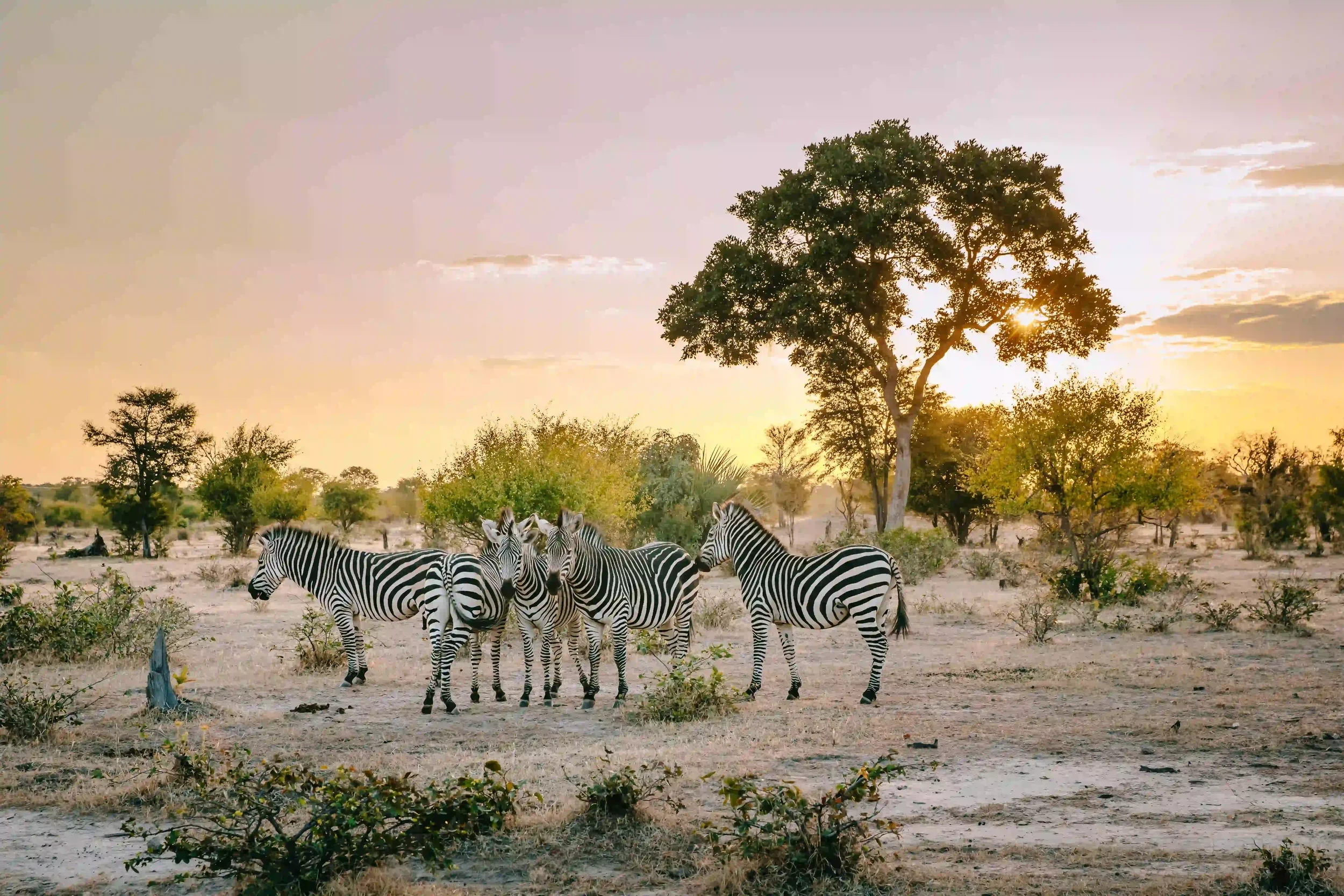 A group of zebras standing on dry ground in a savannah landscape with scattered trees, during sunset or sunrise.