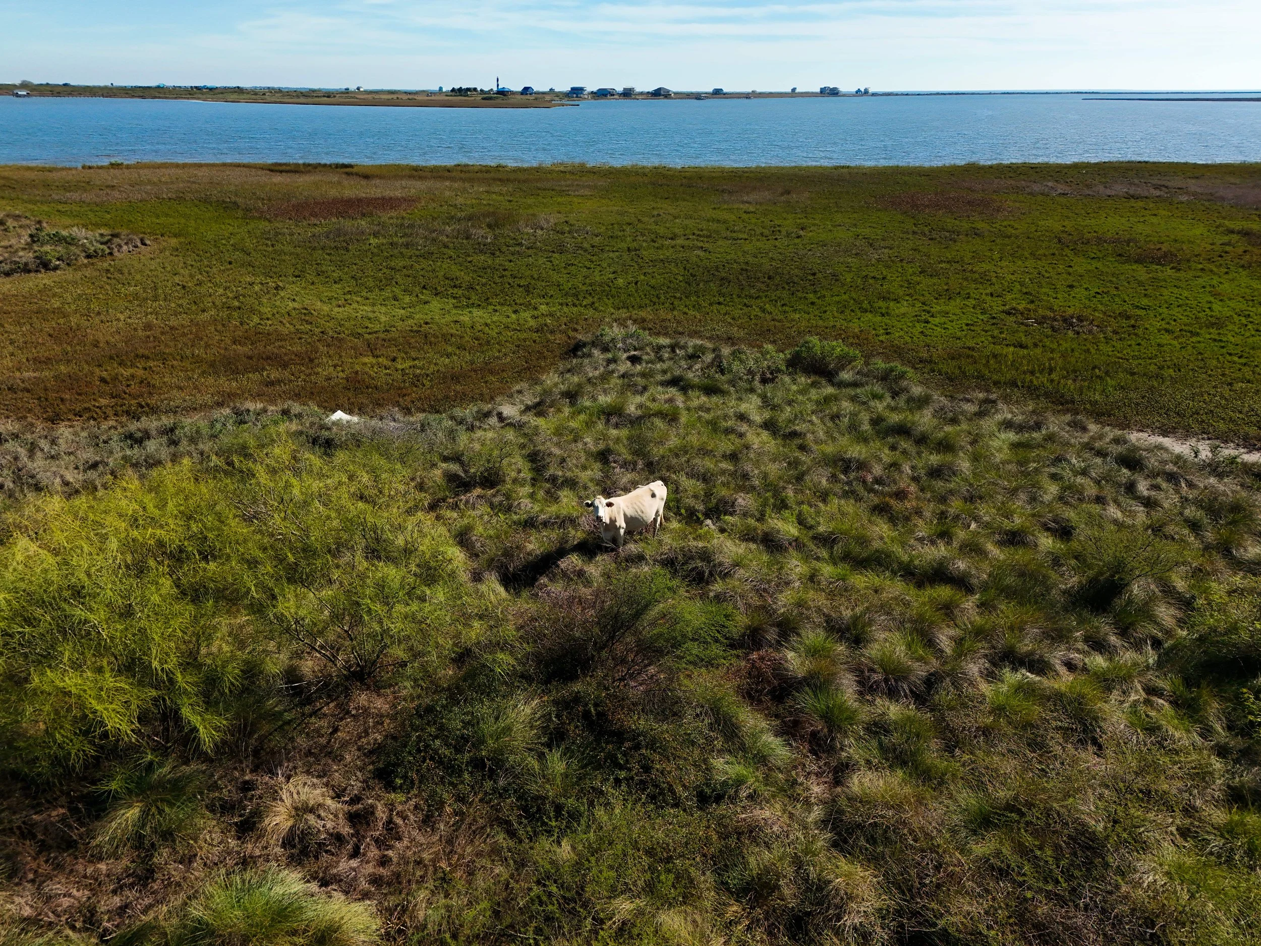 Aerial view of a grassy field with a white cow, with water and a distant shoreline with buildings and structures in the background.