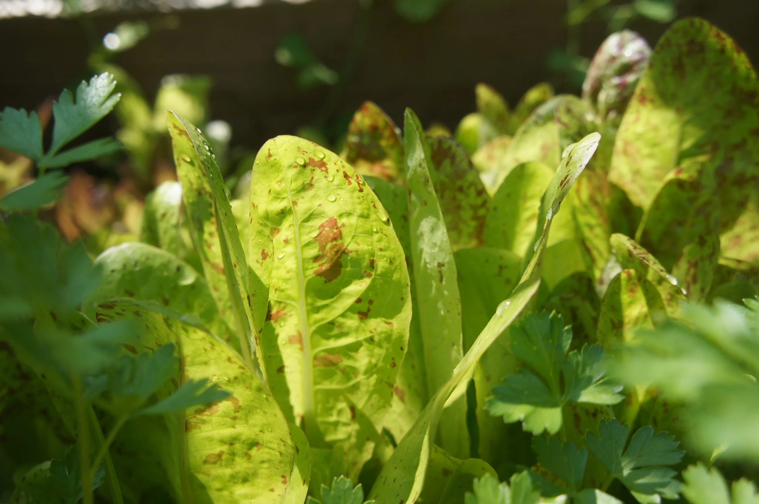 Lettuce - Close up H (2).JPG