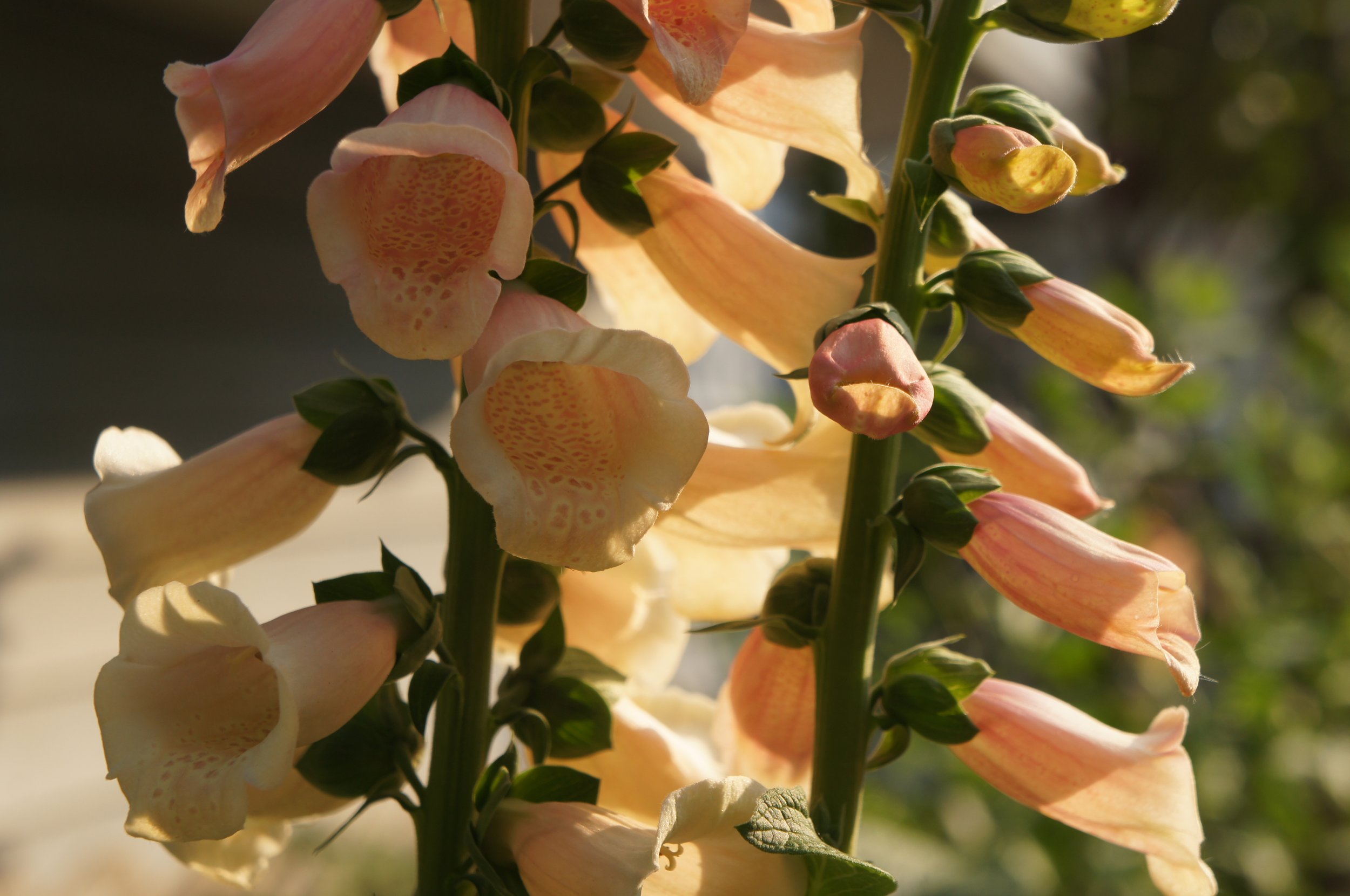 Floxglove evening light - H (1).JPG