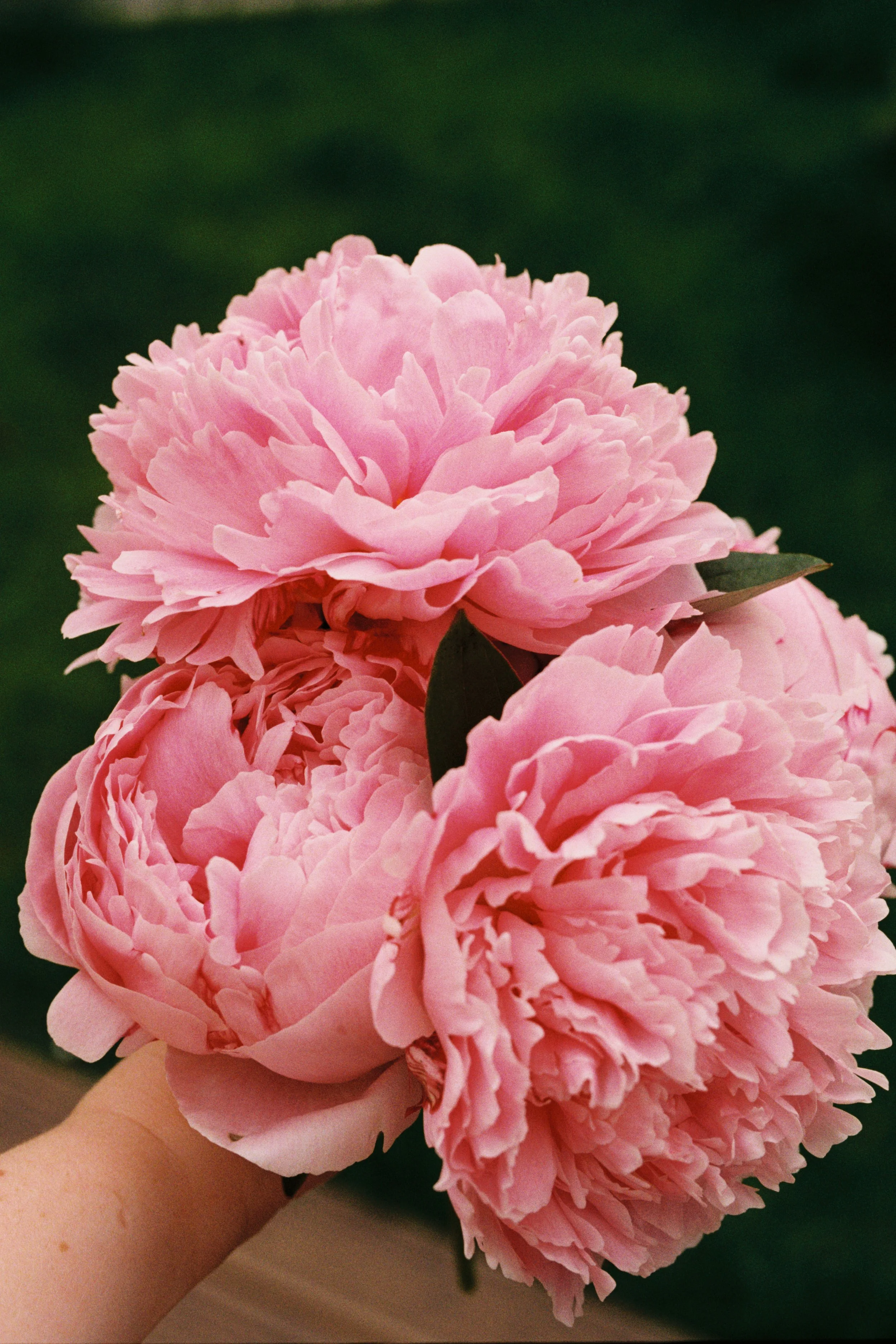 A person holding a large, pink peony flower with lush petals against a dark green background.