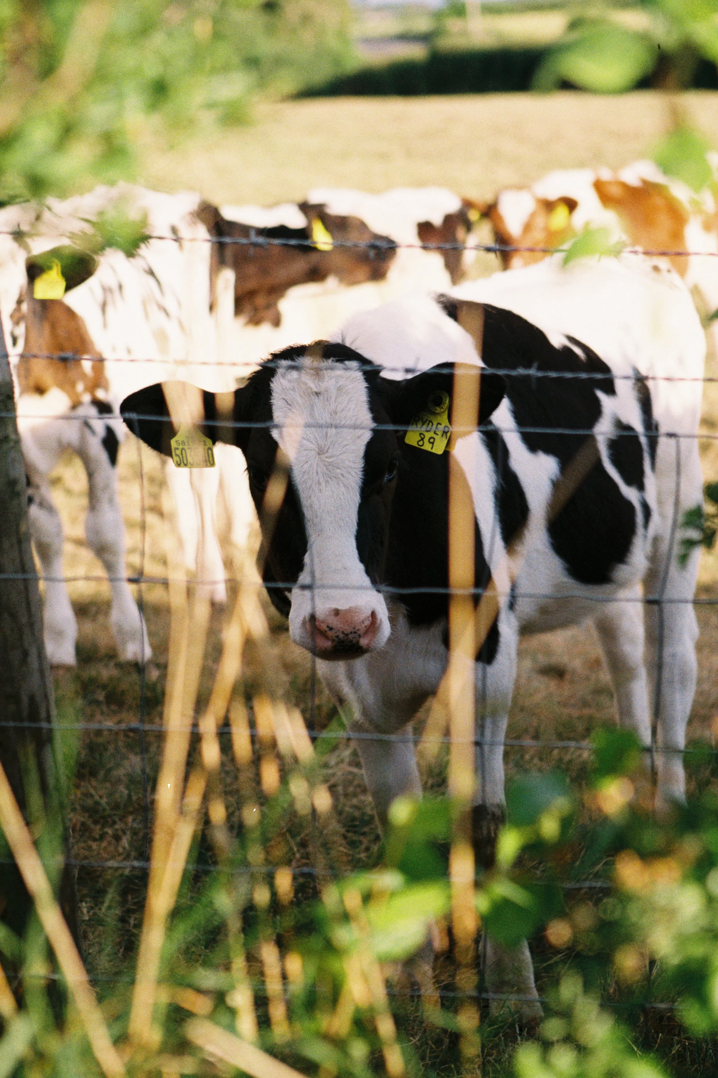 Calf standing behind a wire fence, looking through the bars, with other calves in the background, outdoors on a farm.