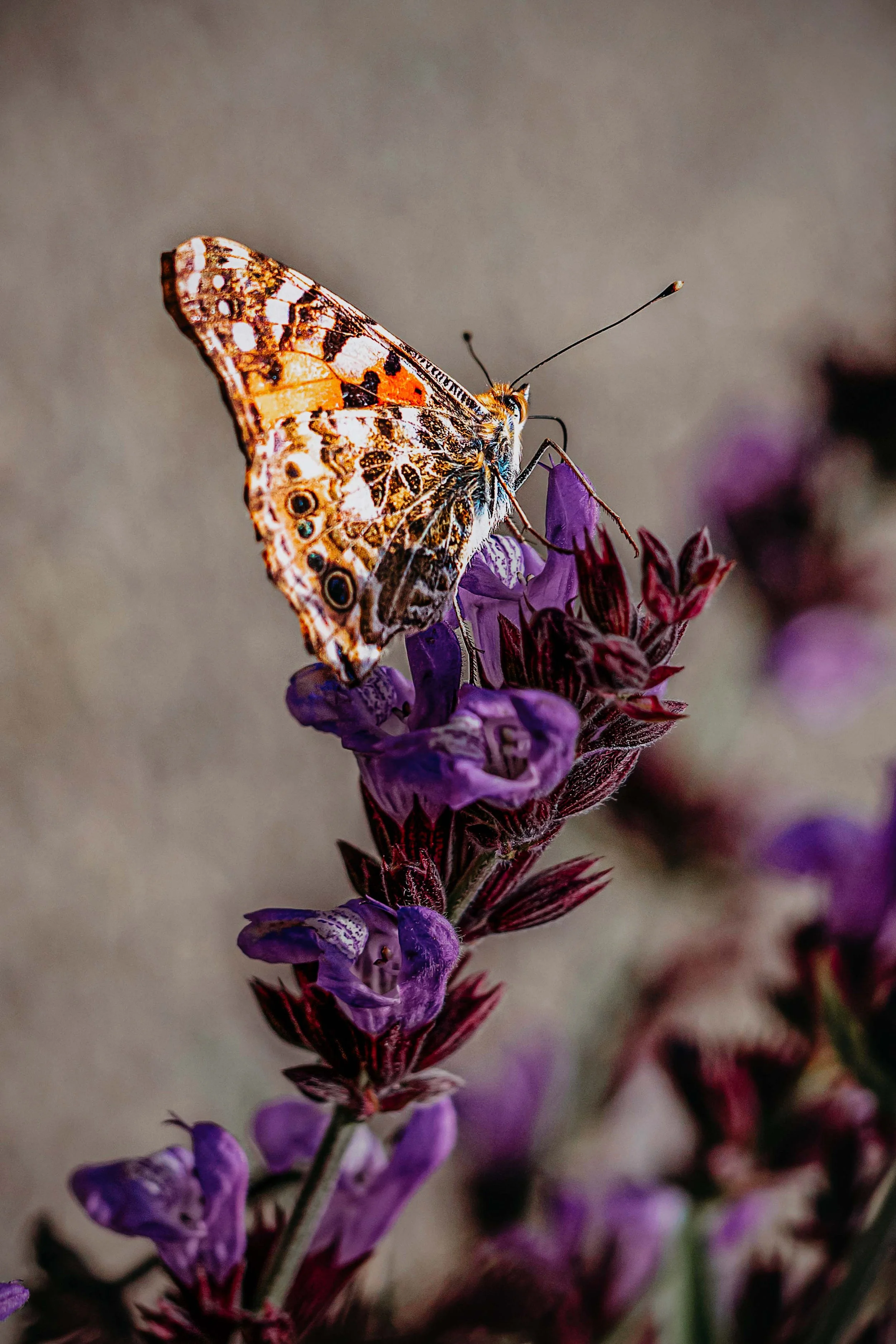 Zephyr by Royal Thai Inspiration image