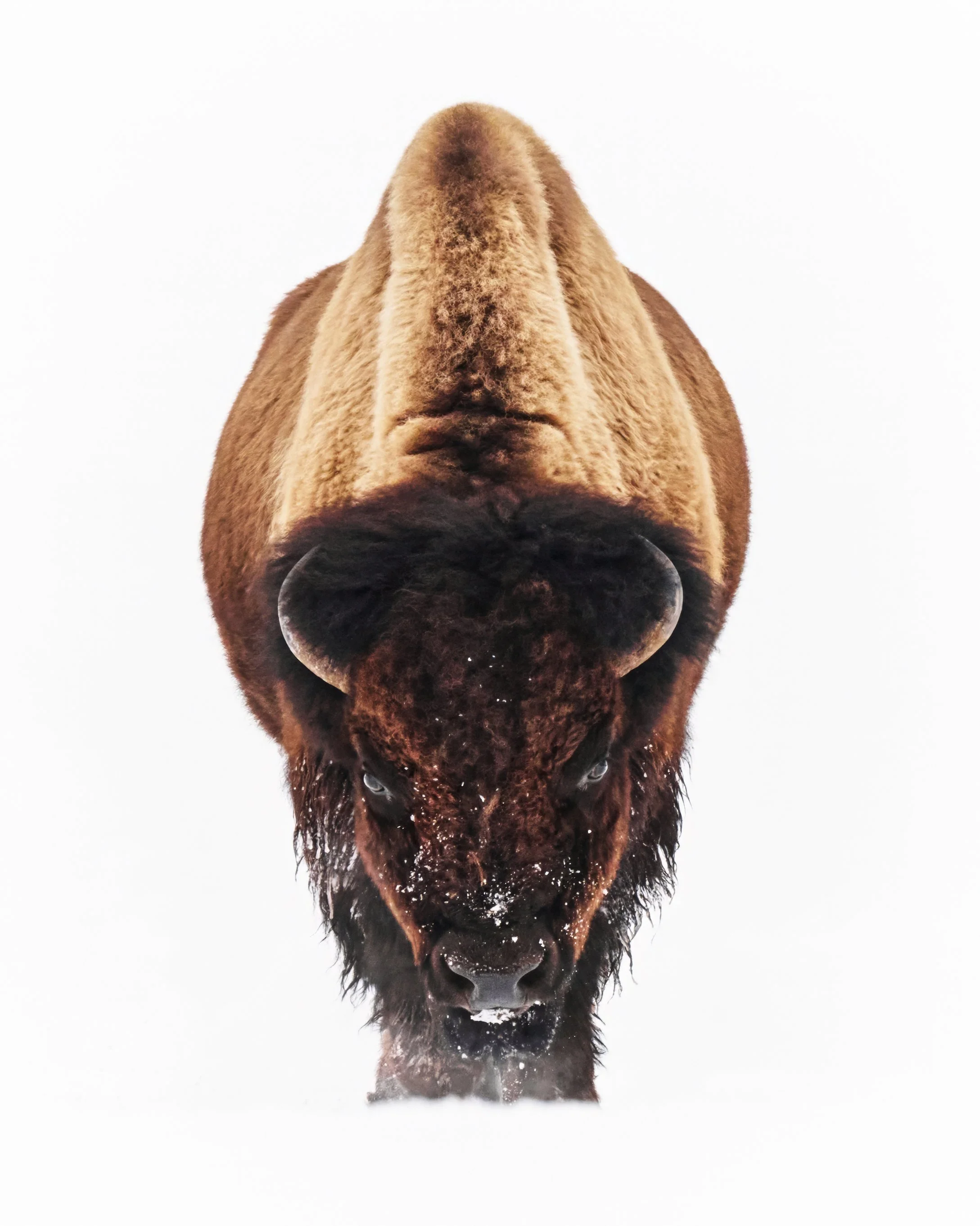 Winter Wildlife - Yellowstone National Park