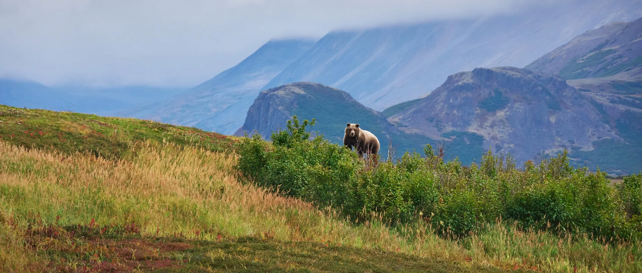 Tundra Wildlife - Alaska