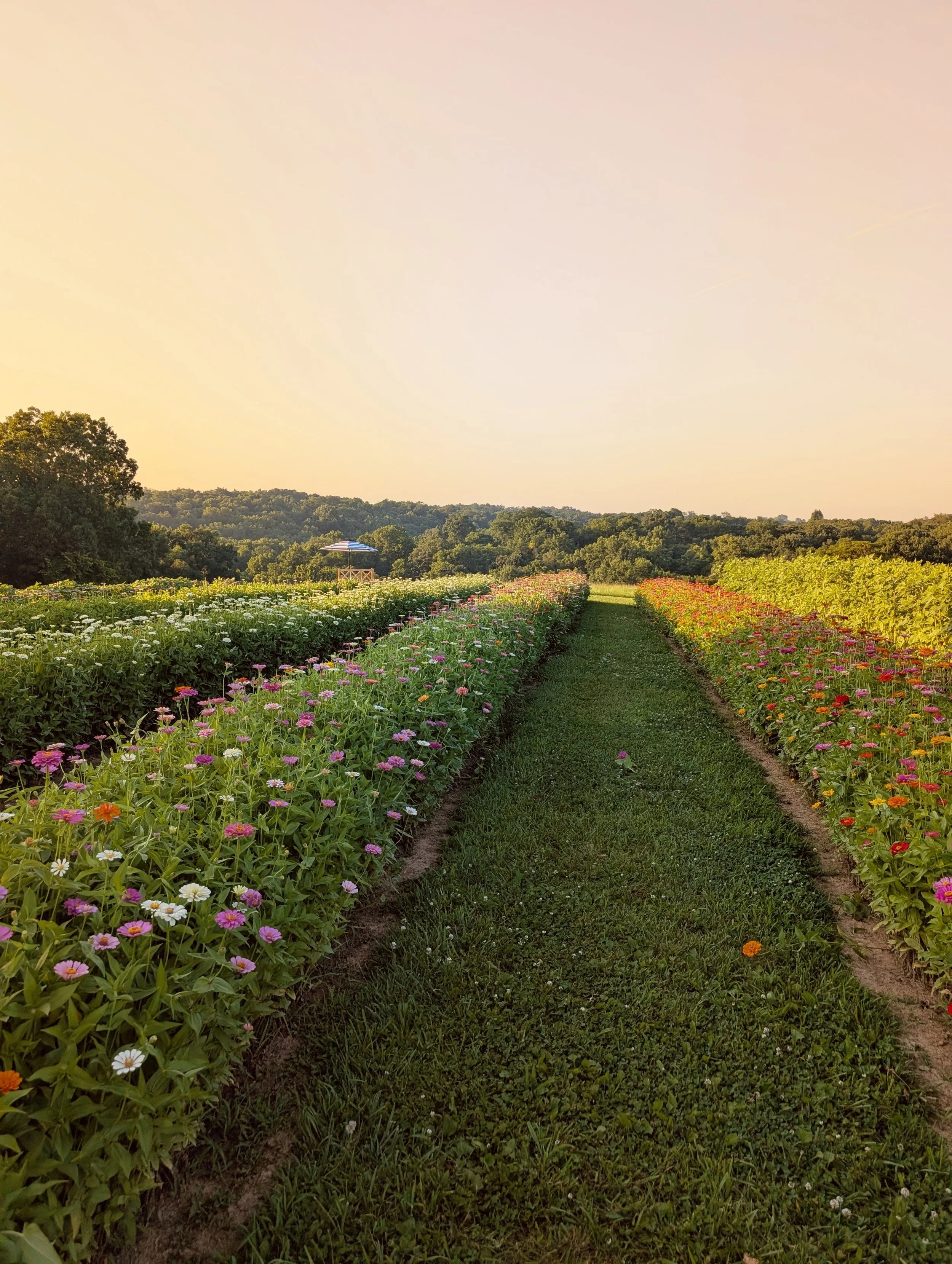 Saturday Morning Yoga in the Fields