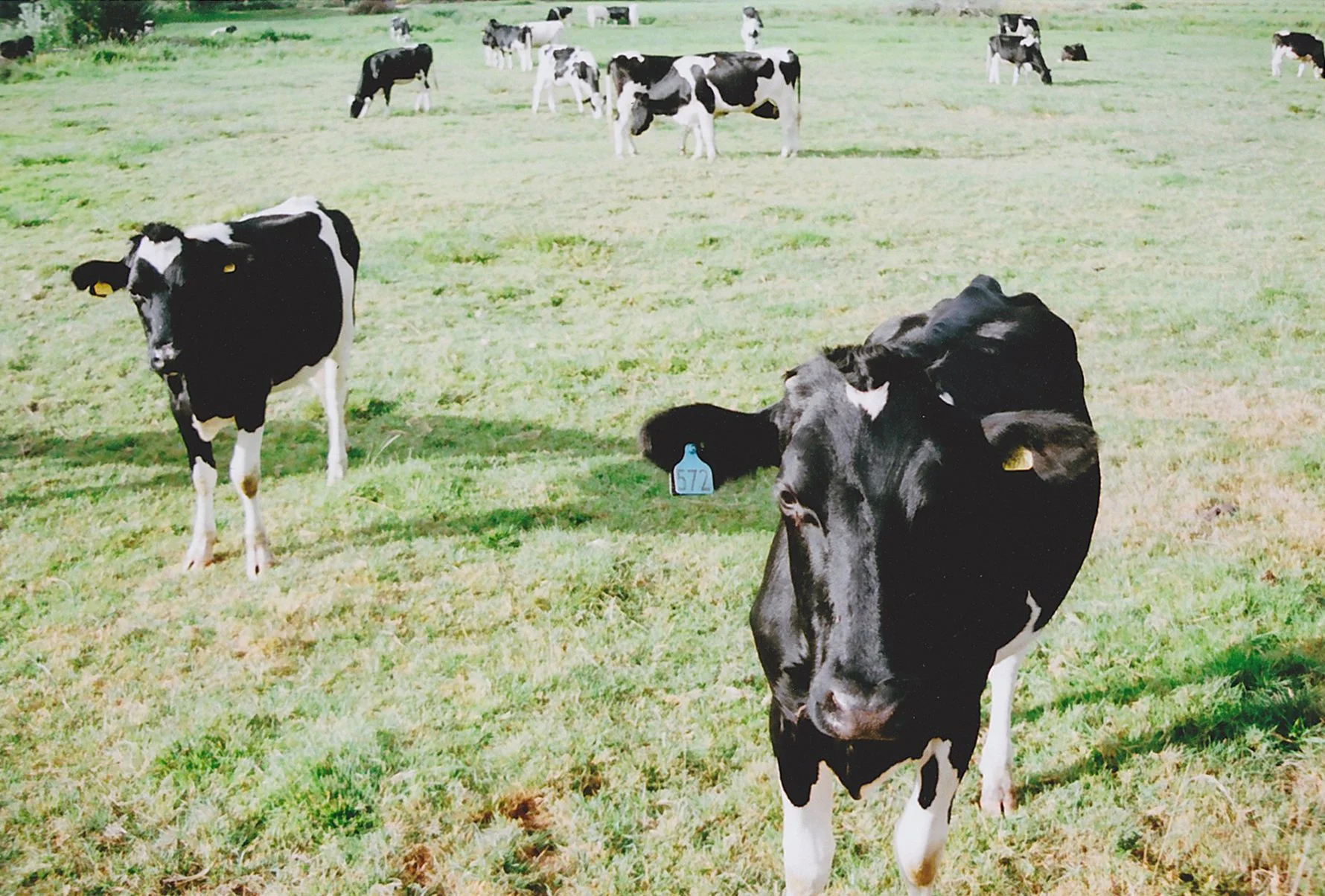 WarehamCow2.jpg