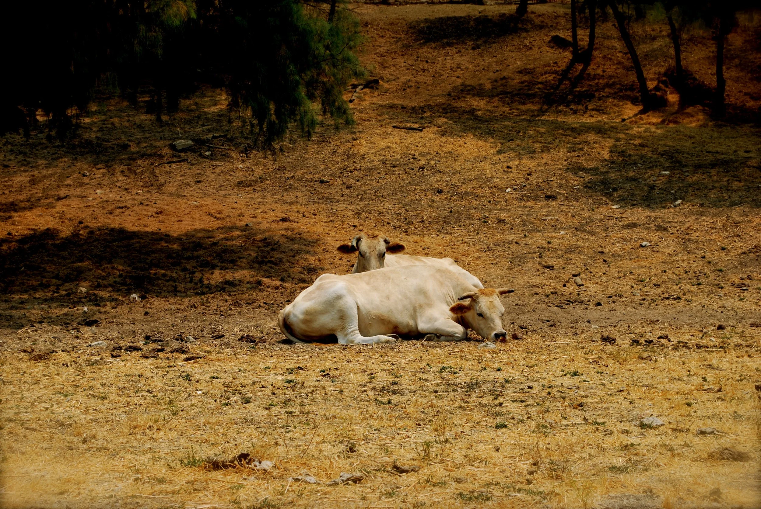 DSC_0087_2.JPG