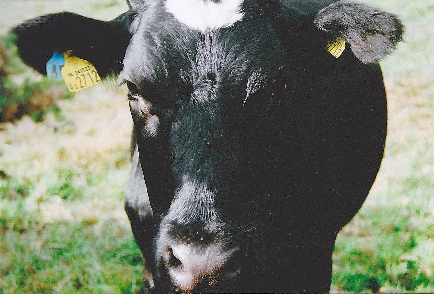 WarehamCow1.jpg